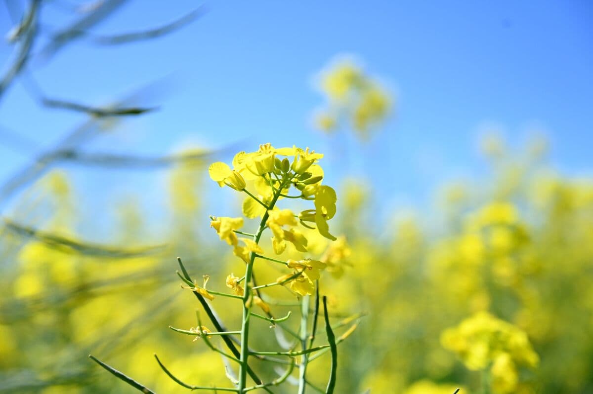 China Widens Australian Canola Trade to Include Private Crushers
