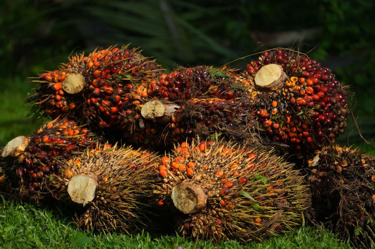 Palm Fruit Left to Rot as Indonesia Export Revamp Hits Farmers