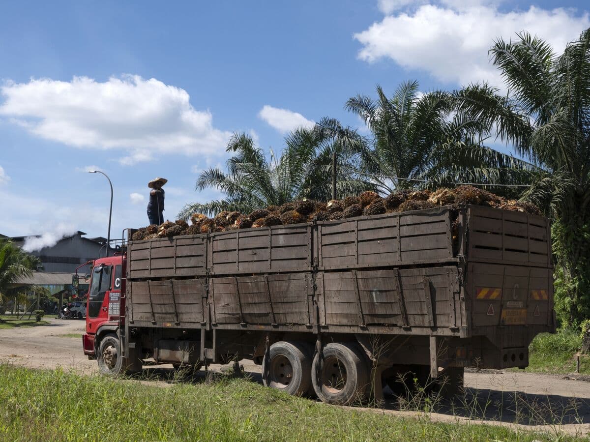 Malaysian Palm Oil Exports to Face Pressure From Indonesian Push