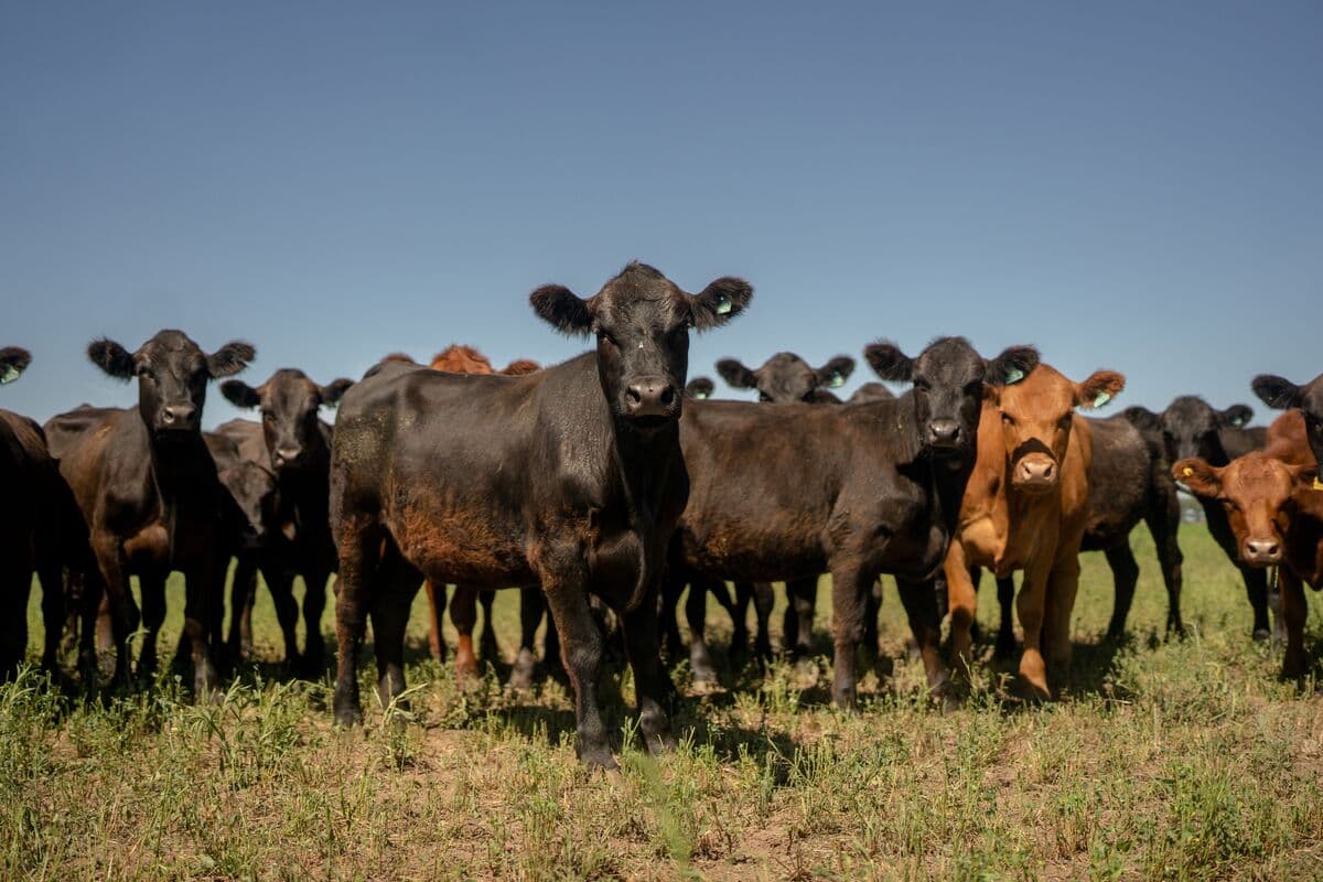 US to Temporarily Lower Beef Import Tariffs, WSJ Says