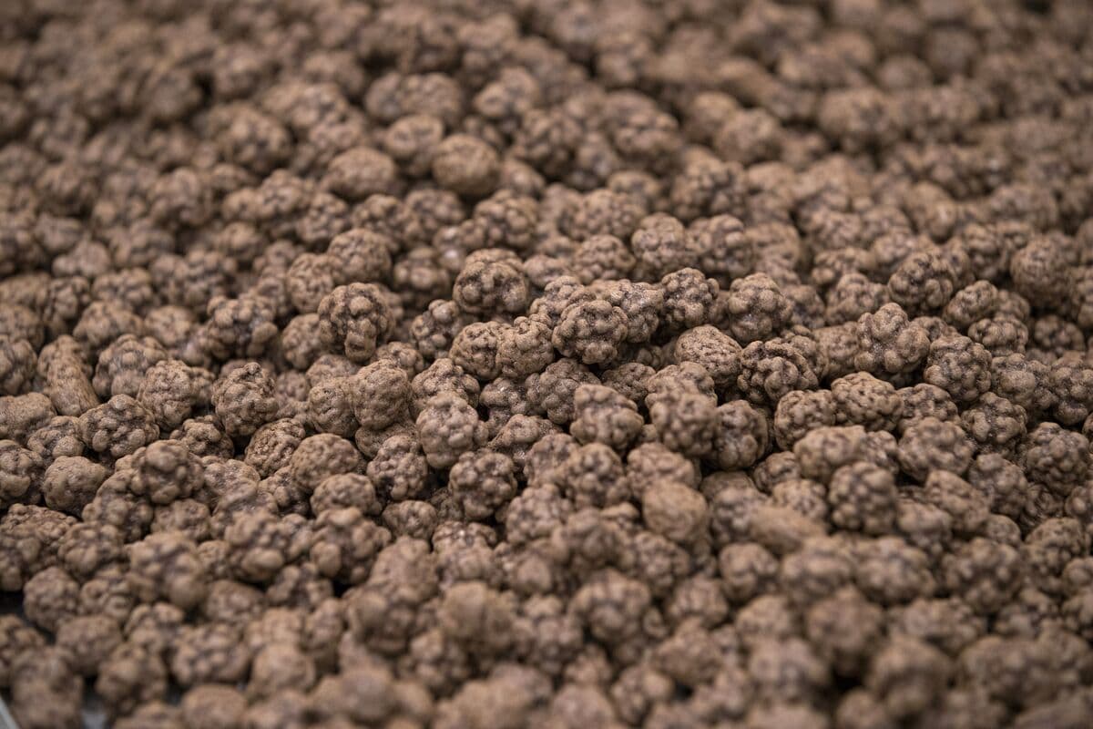 Barry Callebaut Drops Most in a Year on Profit Outlook Cut