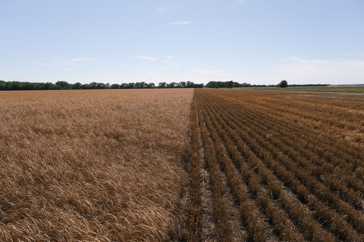 Wheat Hits One-Week Low With Rains Seen for Dry Kansas Fields