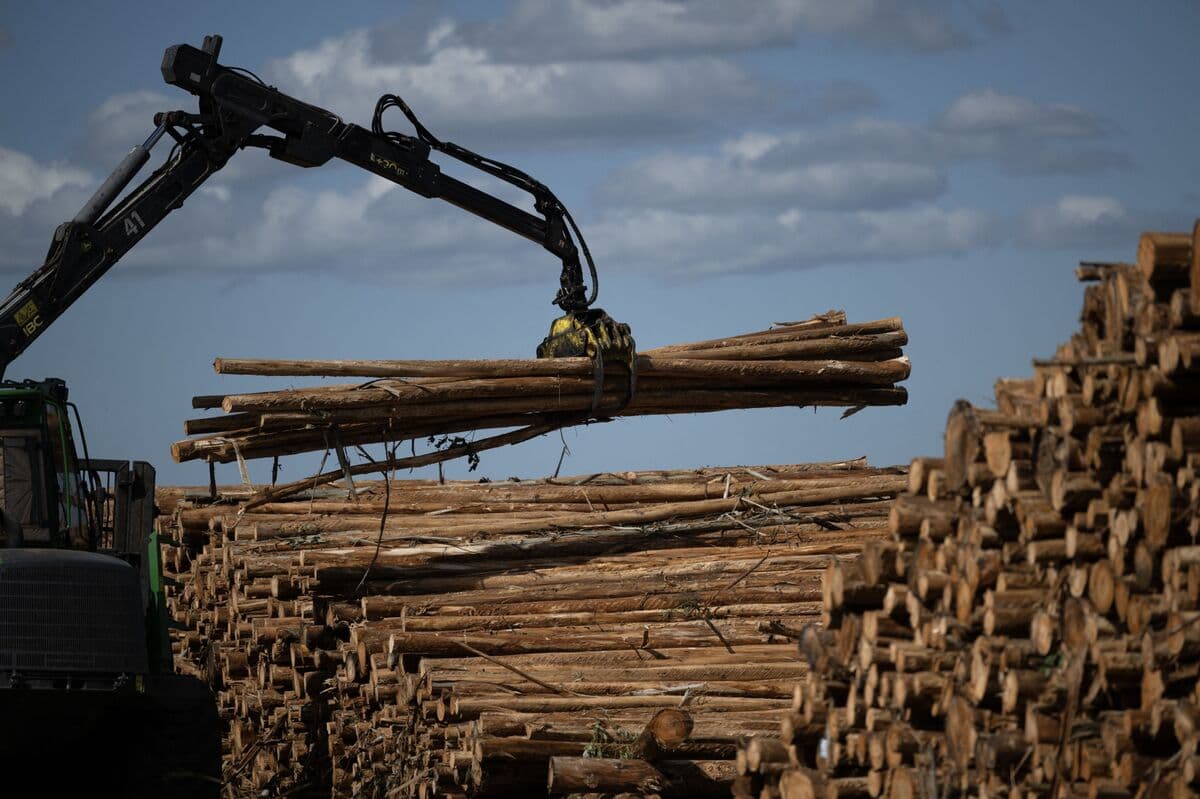 Mercer Bonds Sink as Pulp Firm Seeks to Strip Lender Protections