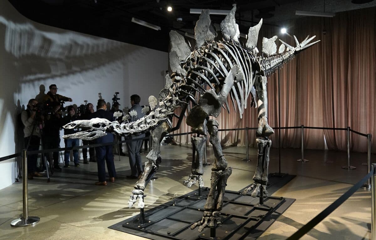 Inside the Booming Market for Dinosaur Fossils