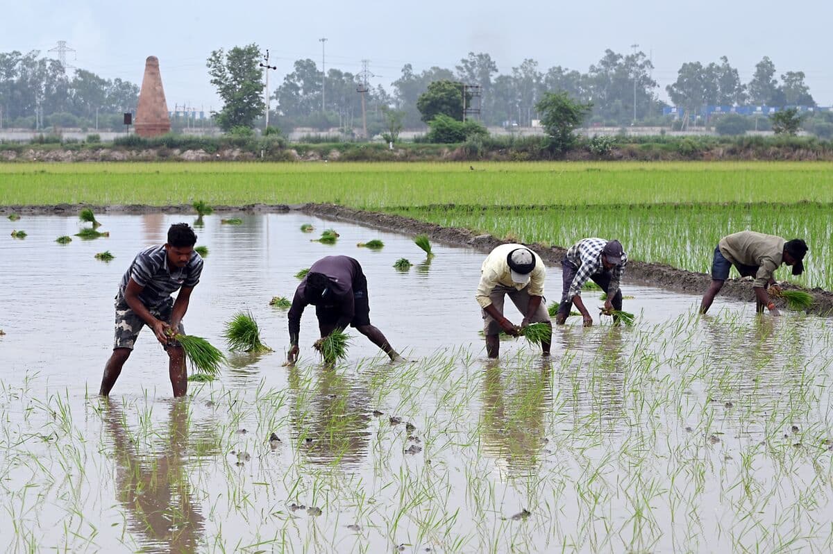 India Cuts Monsoon Forecast to 90% of Normal in Risk to Crops