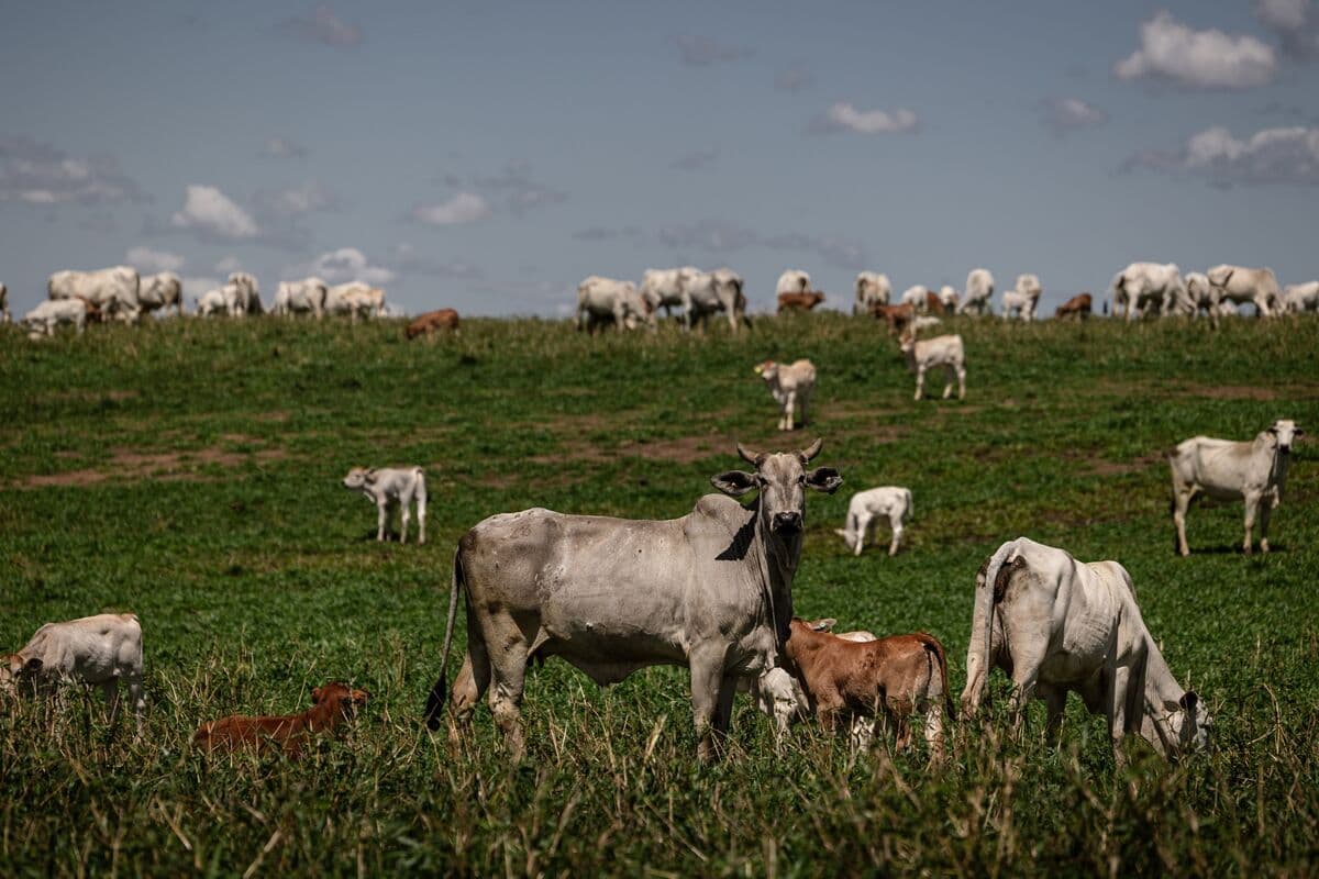 Brazil Meat Left Out of EU Suppliers List in Risk to Trade