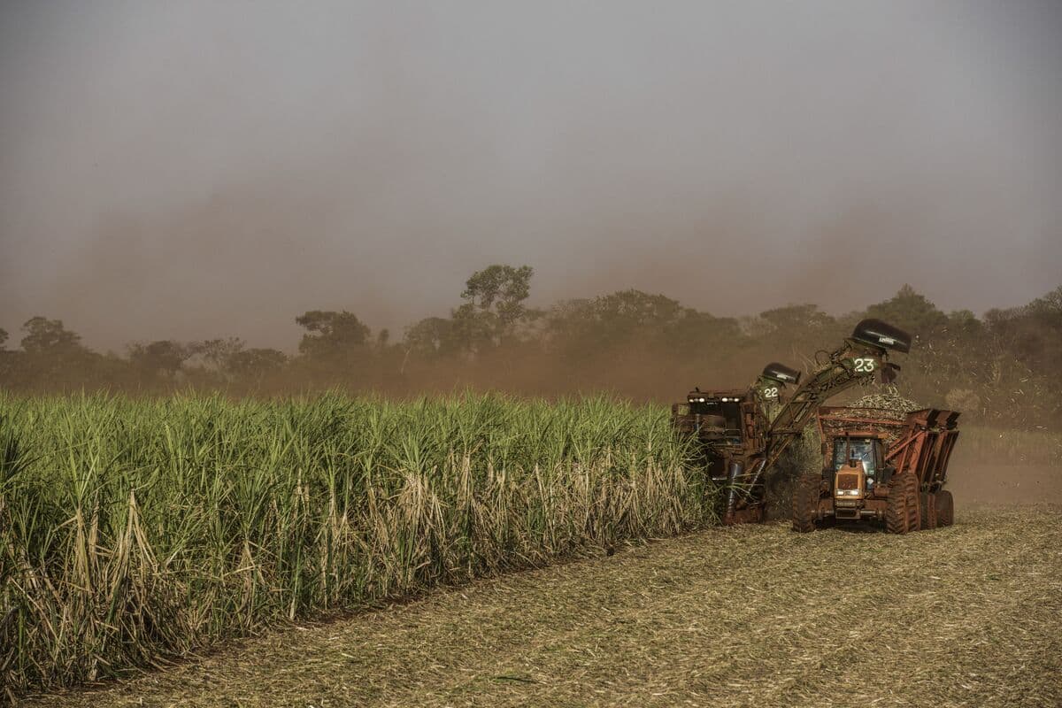 Raw Sugar Falls for Third Straight Day, Surrenders Early Gains