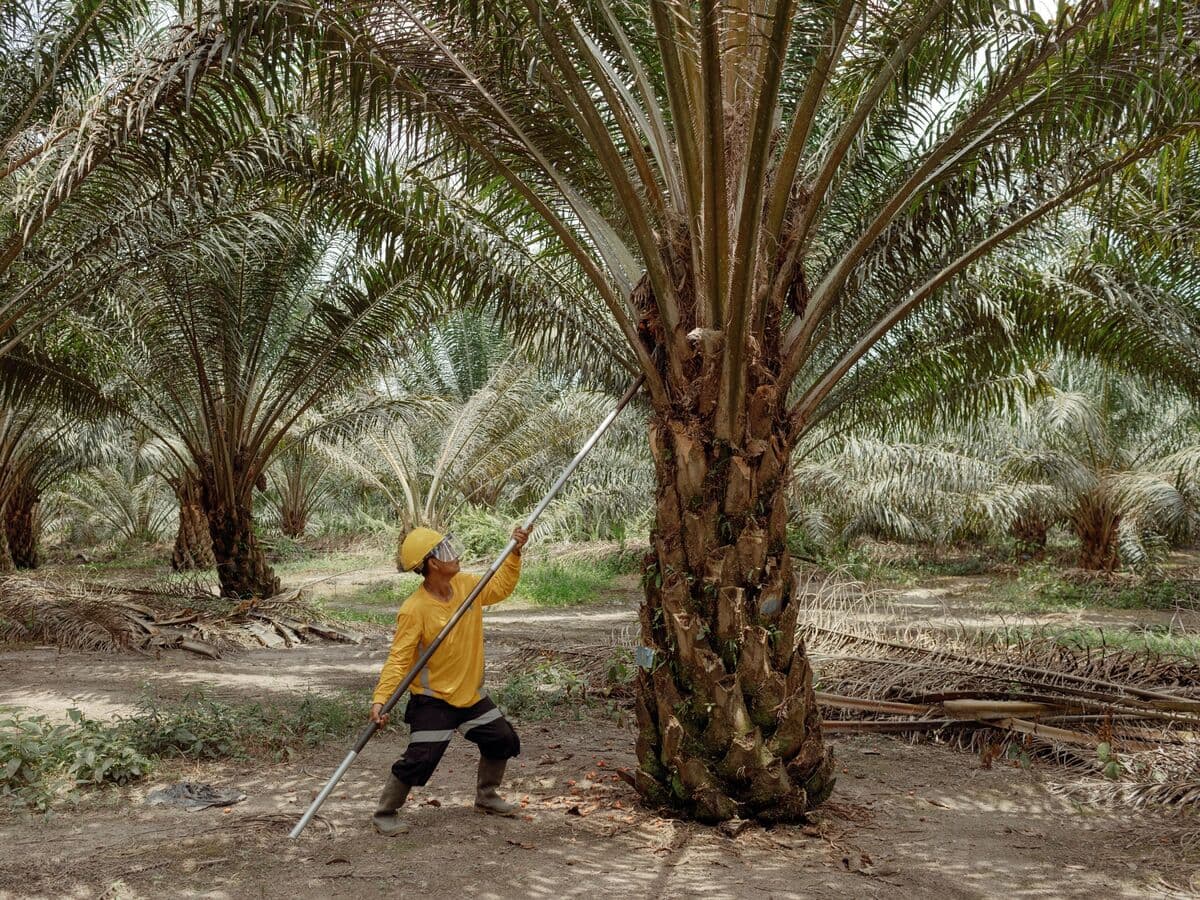 Palm Oil Titan Wilmar Dives Most in Six Years on Indonesia Probe