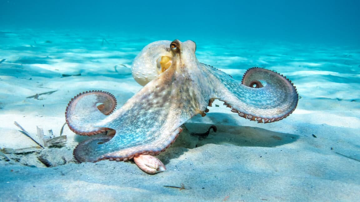 Oldest octopus fossil found to not be an octopus 
