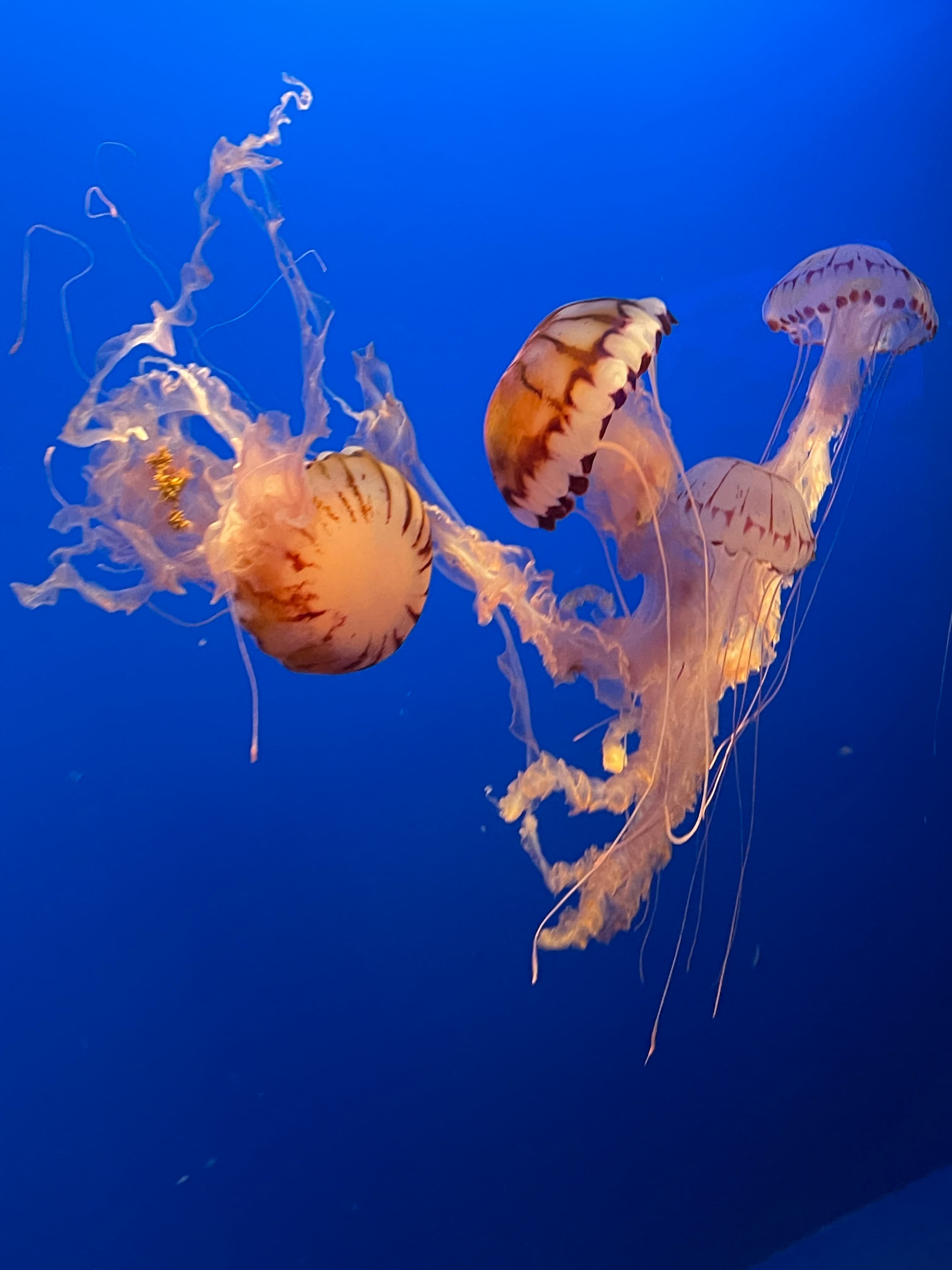 The Strange Comfort of a Rewatch