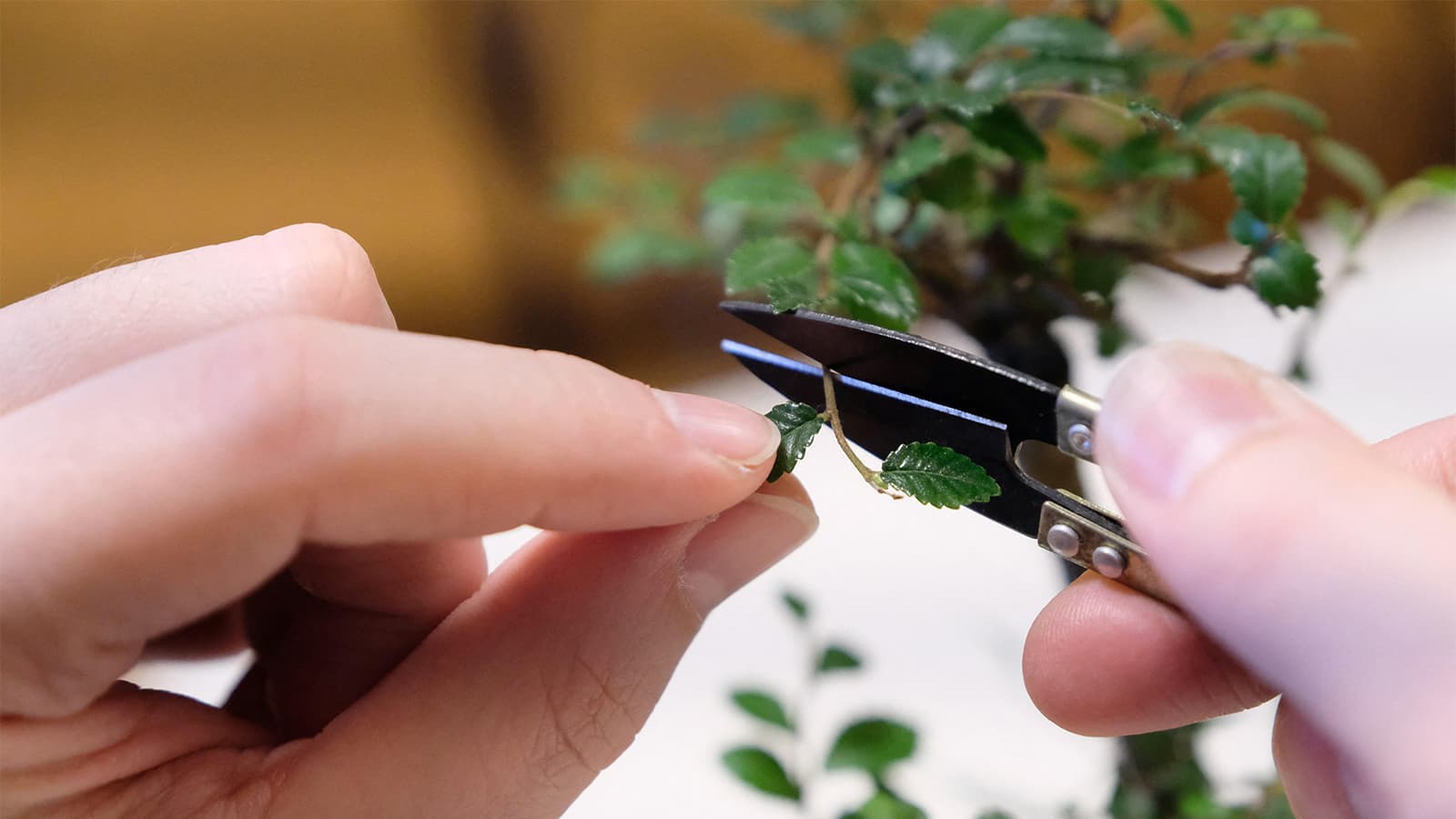 How Bonsai Trees Can Inspire Us to Build a Better Healthcare System