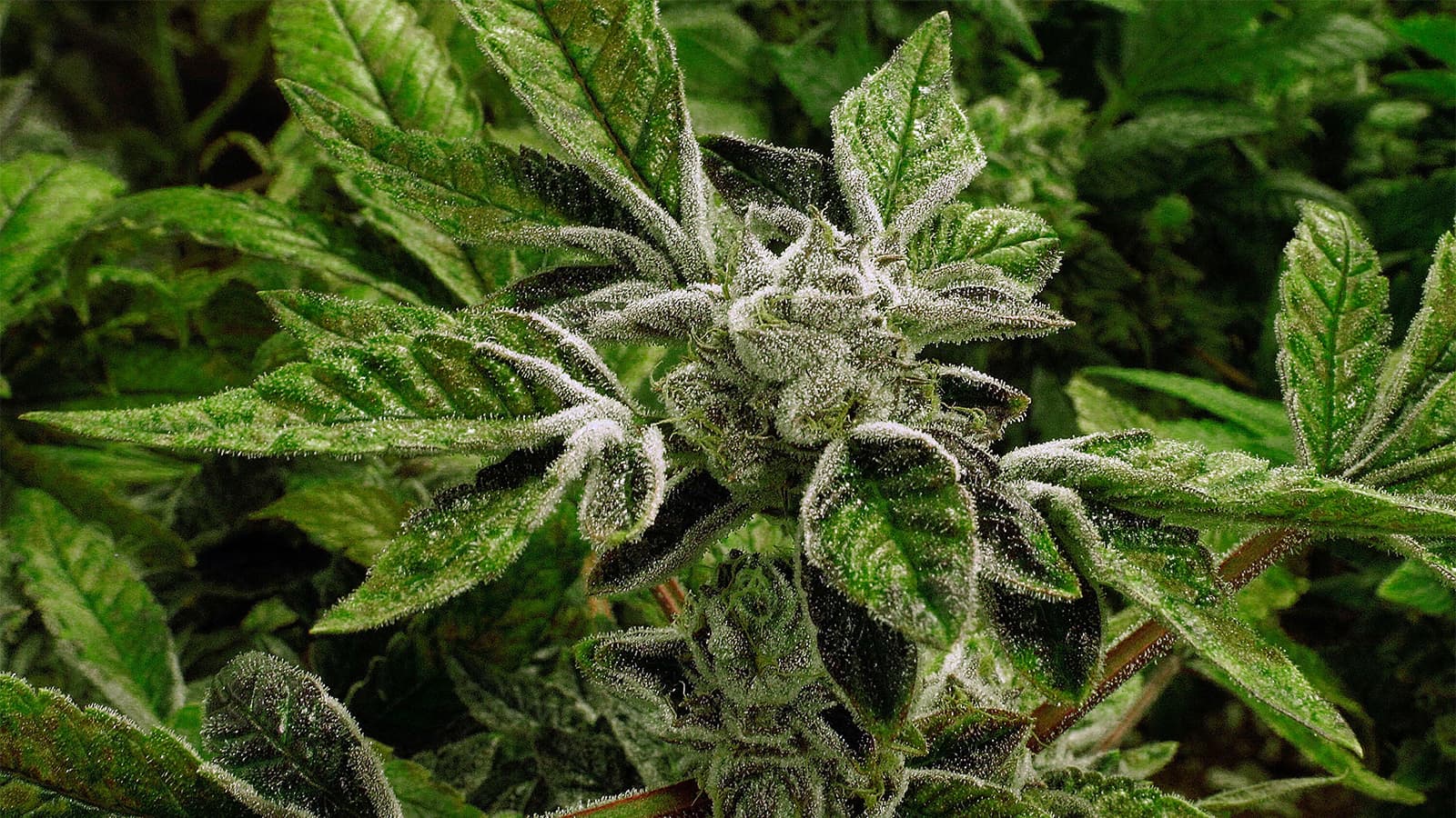 Trump Reclassifies State-Licensed Medical Marijuana as a Less-Dangerous Drug