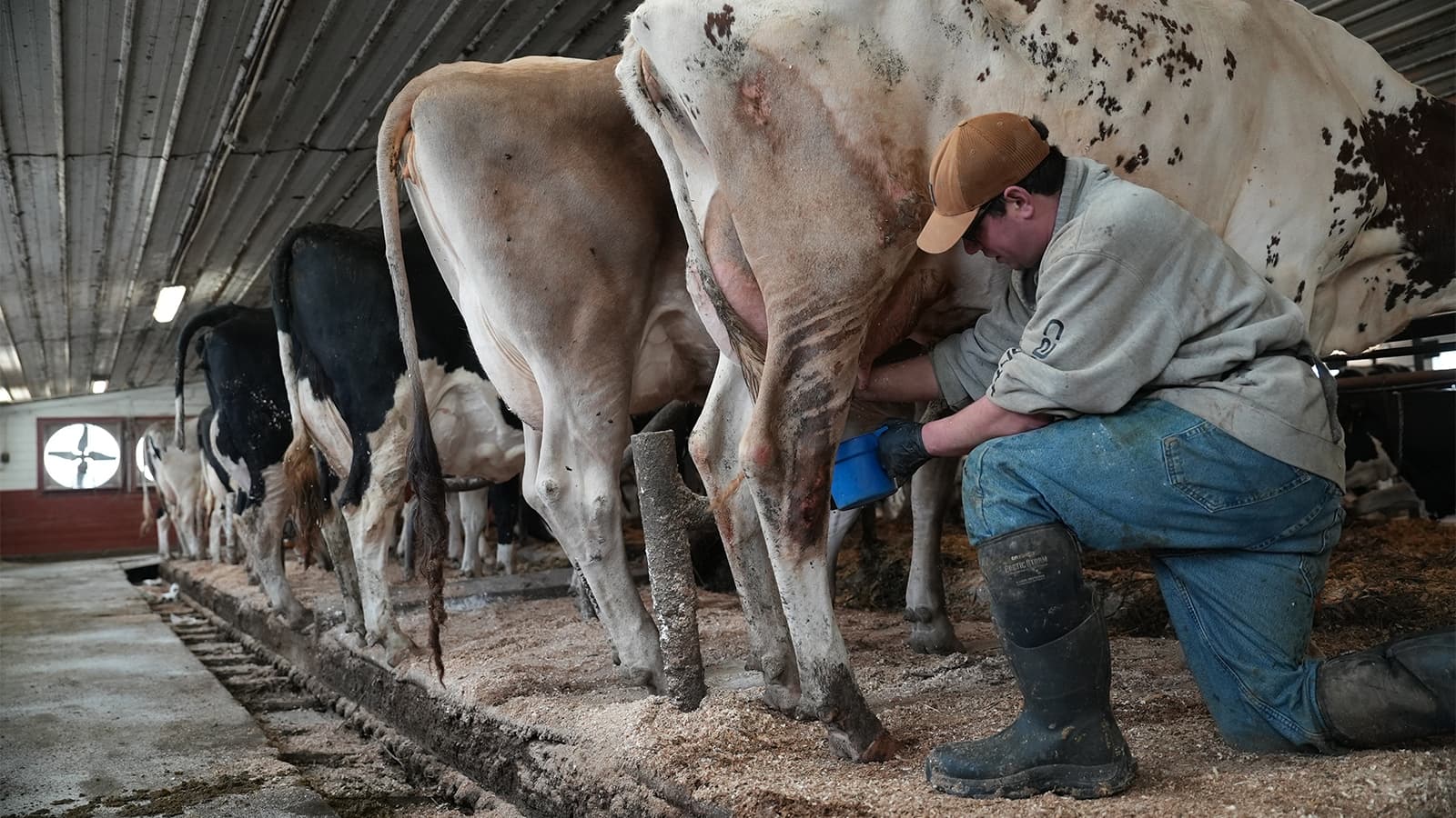Raw Milk Push in the U.S. Intensifies, Despite Outbreaks and Scientists' Warnings