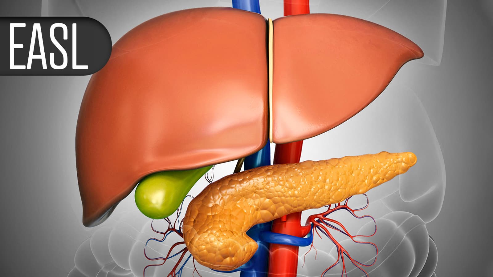 Enhanced MRI Tops Ultrasound in Catching Early Liver Cancer