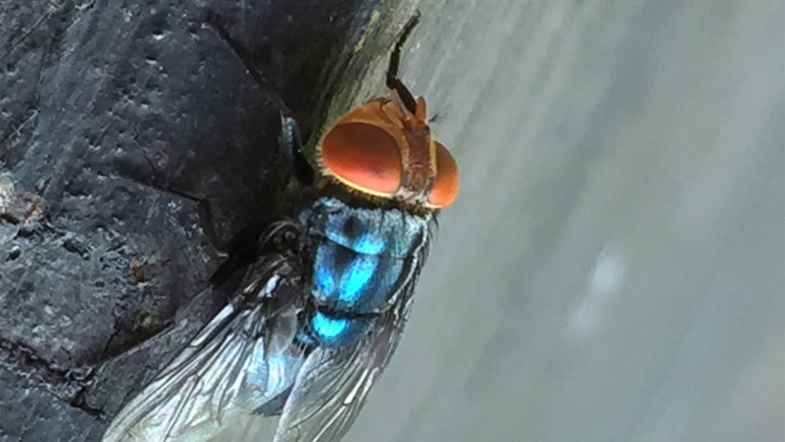 Screwworm Fly Detected in Texas Decades After Cattle Threat Largely Eradicated