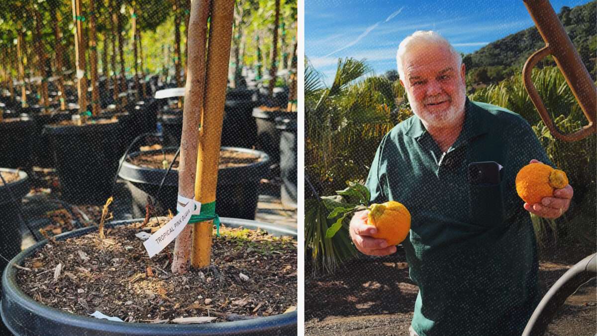 California Says It Detected a Disease-Carrying Bug. So it Destroyed 32,000 Trees, 5 Miles Away.