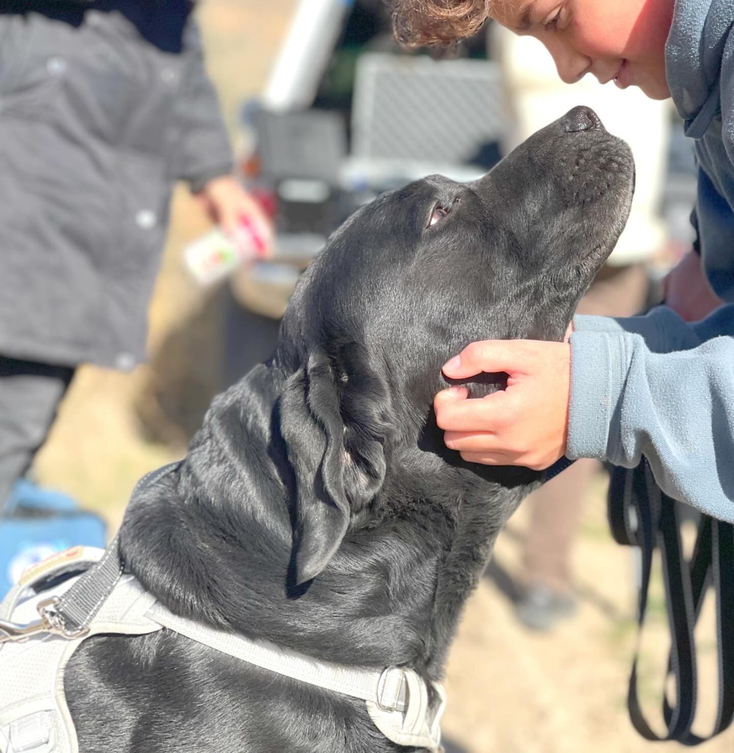 Who’s A Good Dog? This Dog! Zzalsow Saved So Many Lives, And Now He’s Celebrated In A Documentary