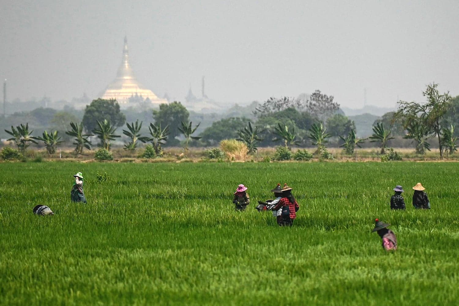 Southeast Asia’s Coming Food Crisis