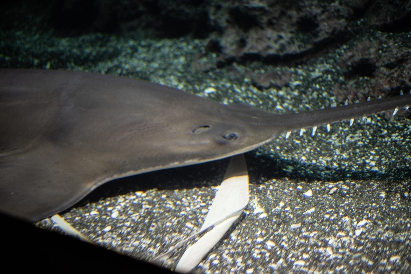 Northern Australia Leaving Endangered Sawfish Exposed