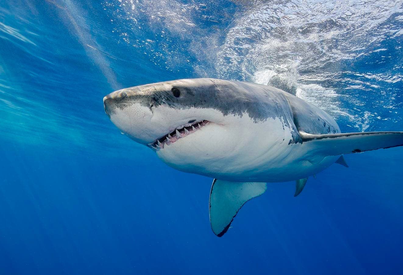 Why Great Whites Keep Returning To The Gulf Of Mexico