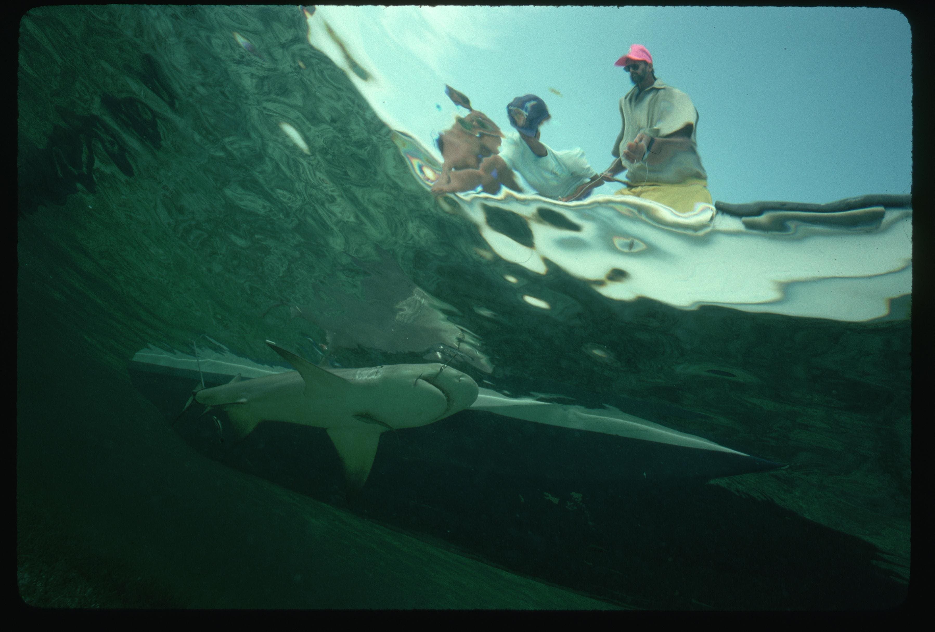 Do Sharks Fear Electricity? New Research Tests A Low-Tech Deterrent