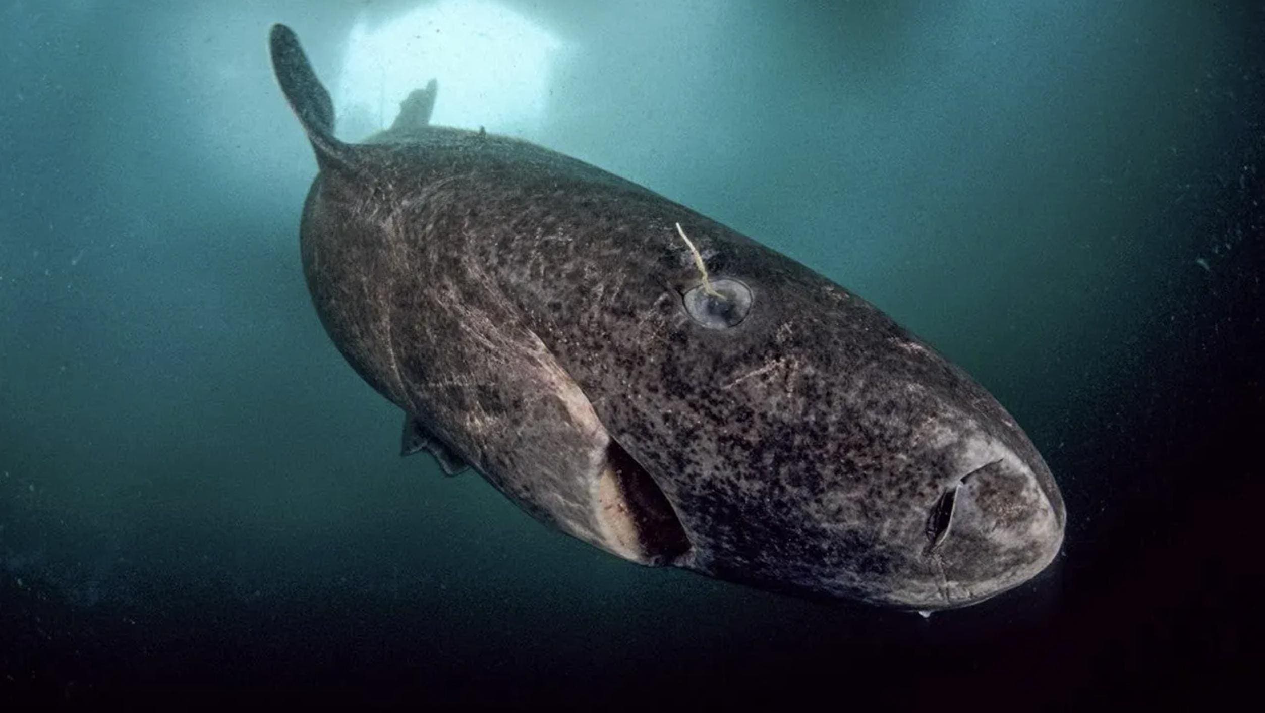 How The World’s Oldest Vertebrate Maintains Its Eyes For Centuries