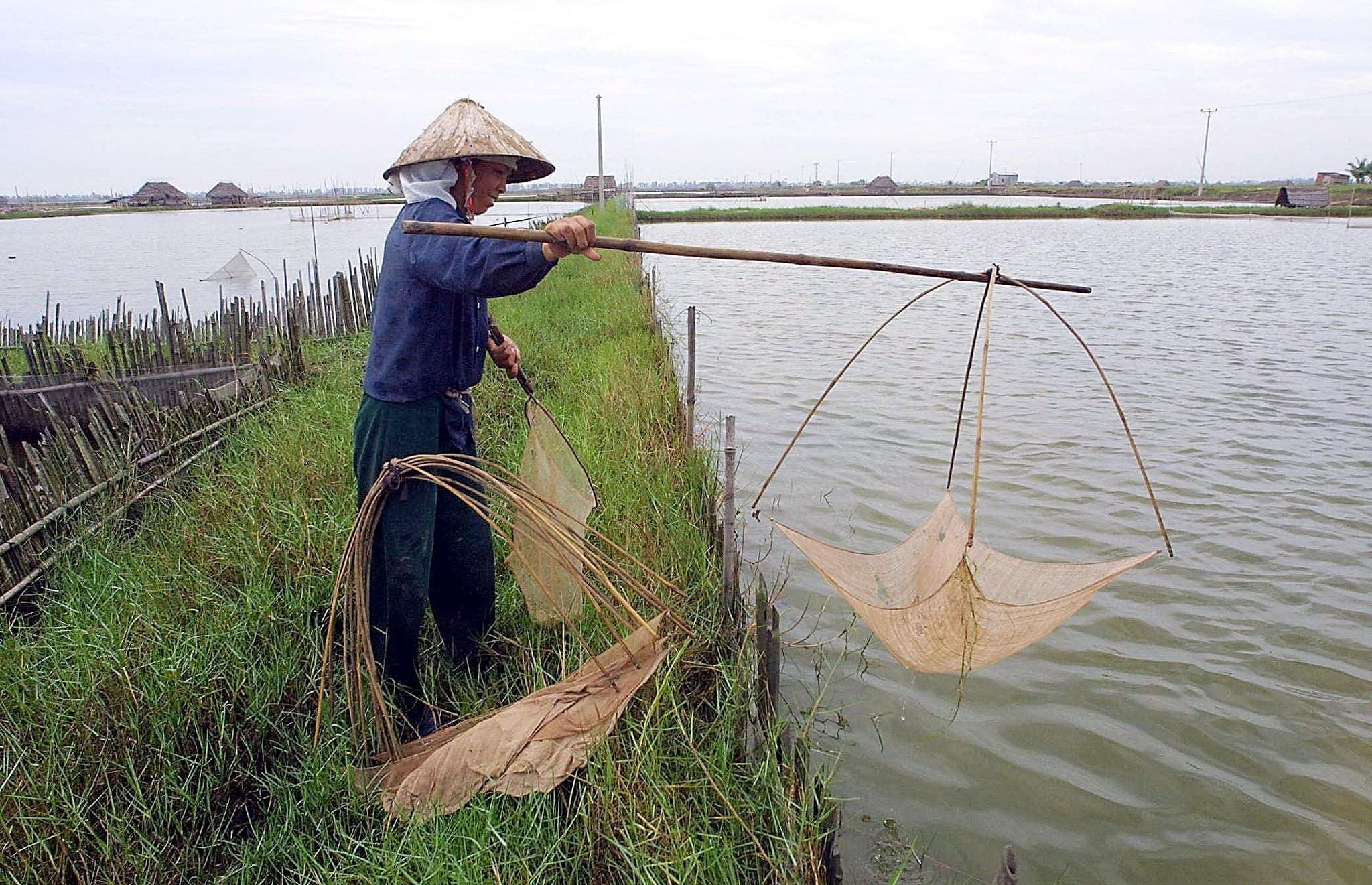 A Virus From Farmed Seafood Is Causing A New Eye Disease In People