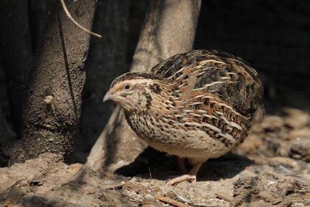 Birds That Invest More Energy Into Parenthood Age Faster And Die Younger