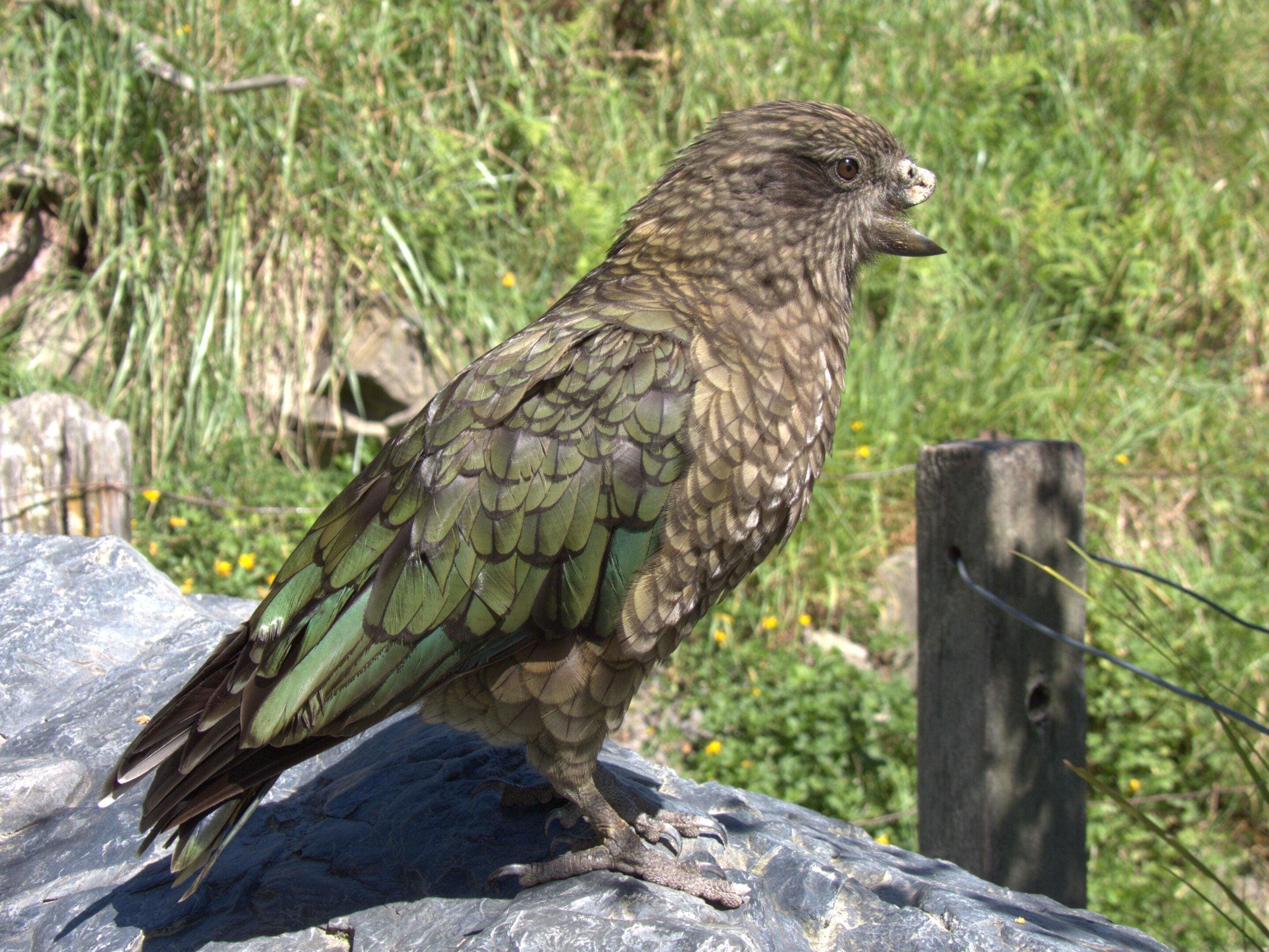 How Bruce The Broken Beaked Kea Became King Of His Circus