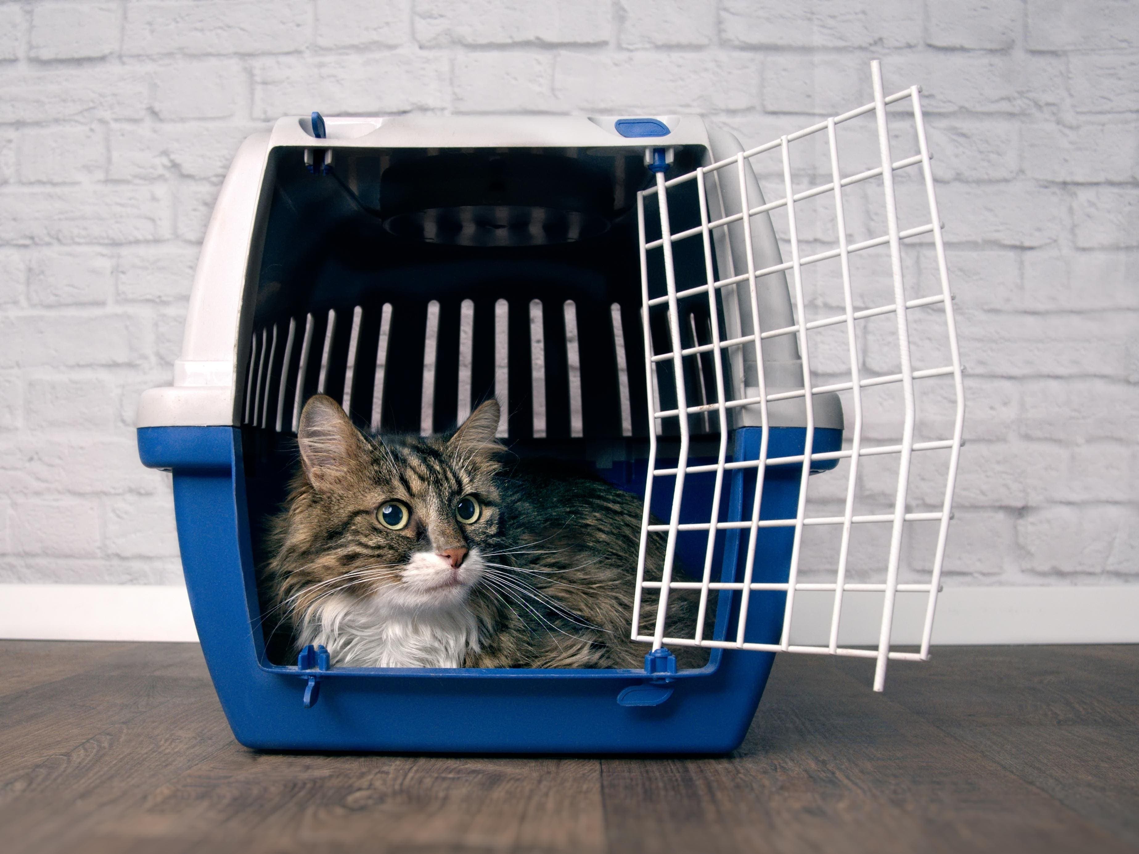 How To Help Cats Overcome The ‘Carrier Barrier’