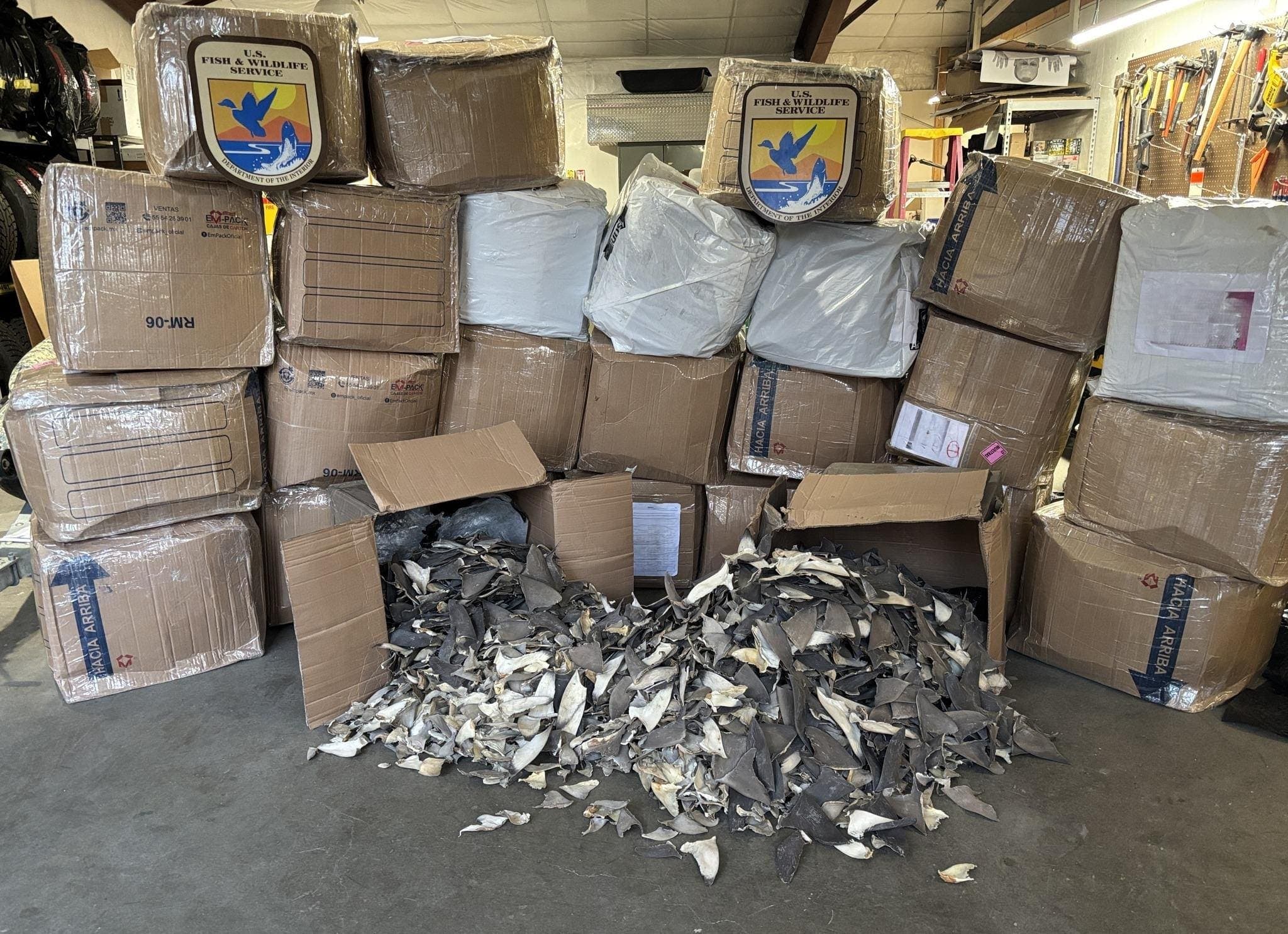 Shark Fin Smuggling Bust Reveals Global Trade Loopholes