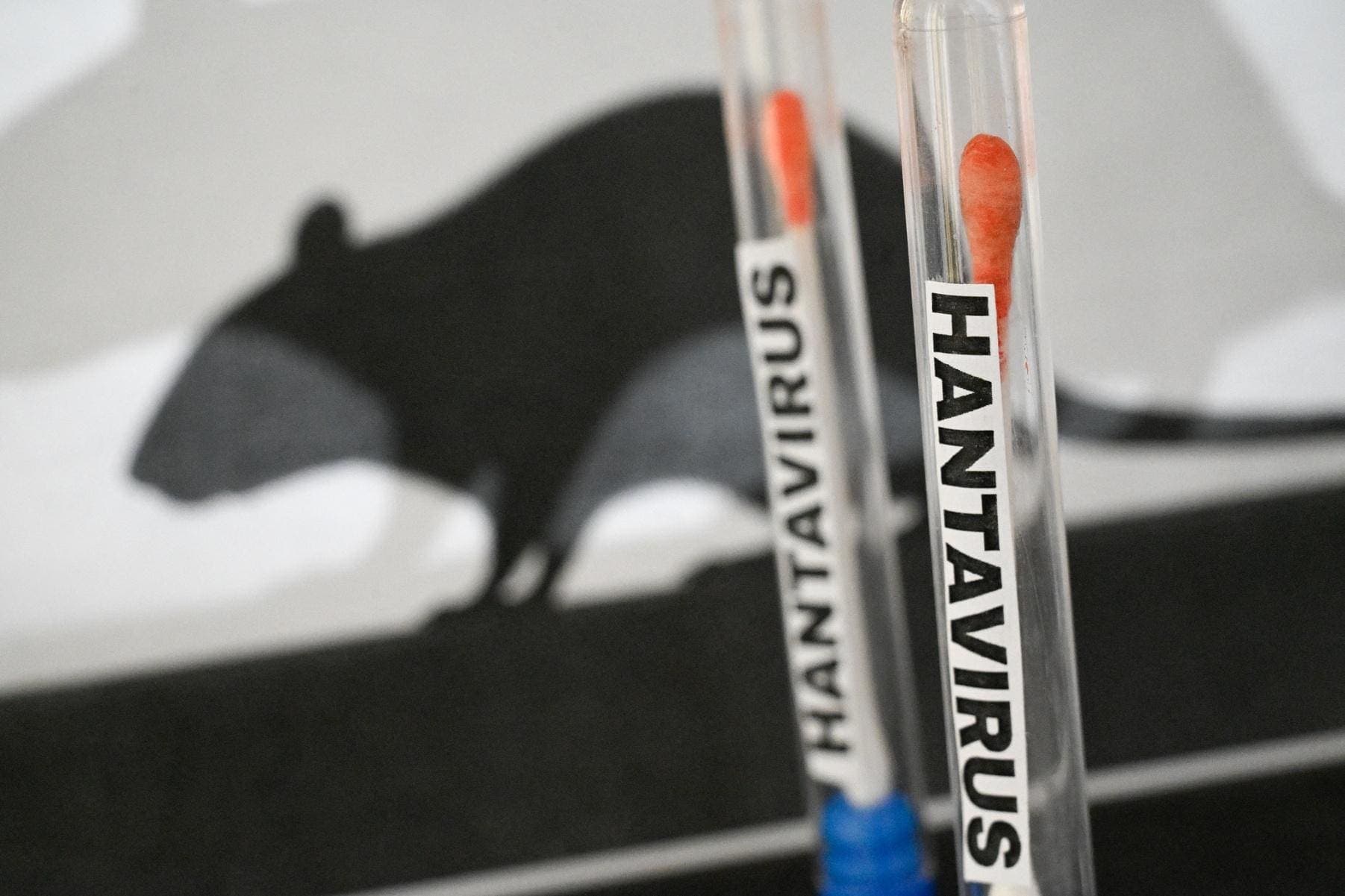 Is Hantavirus An Emerging Threat? What You Need To Know