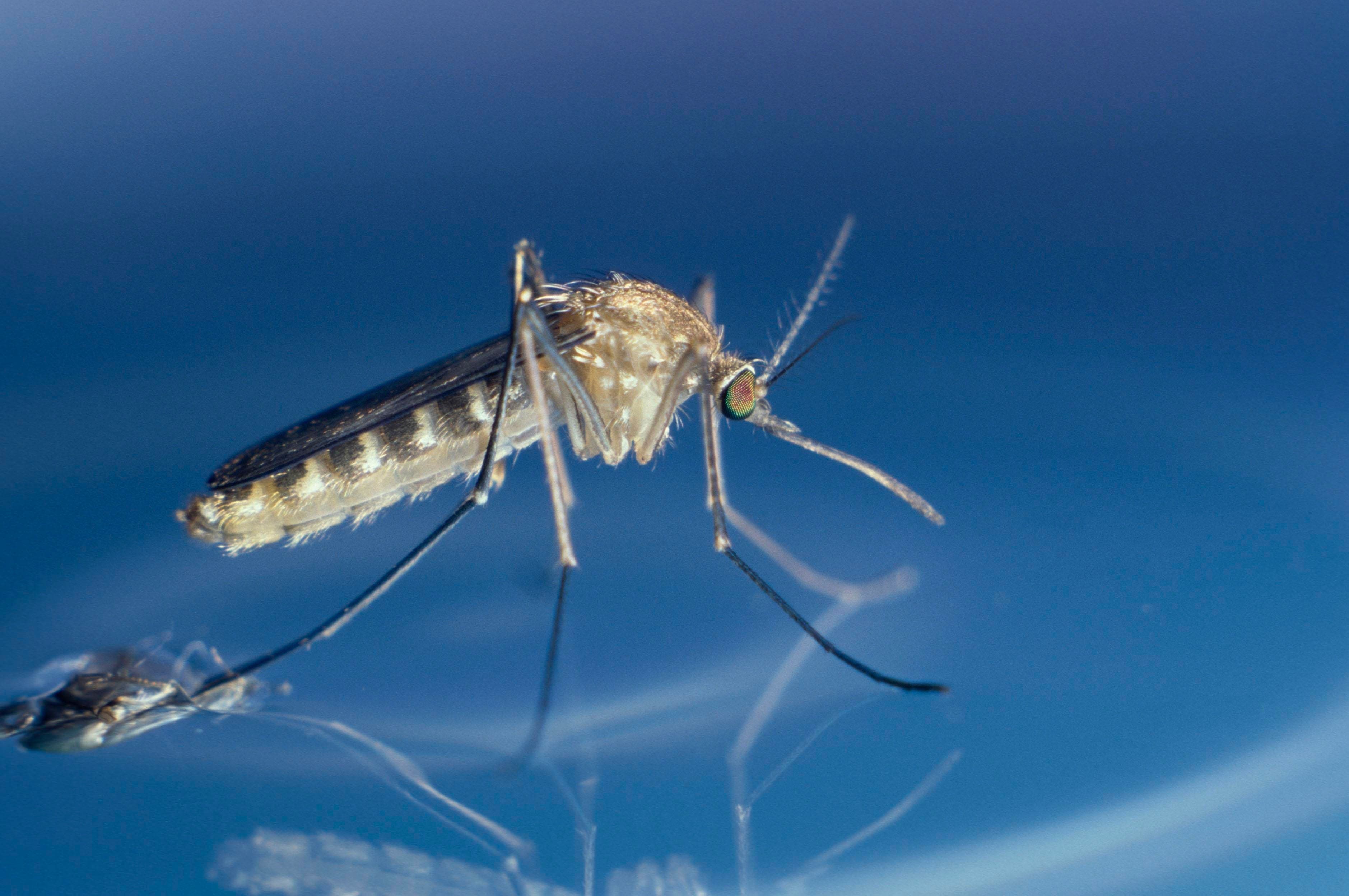 City Lights Are Lengthening The North American Mosquito Season