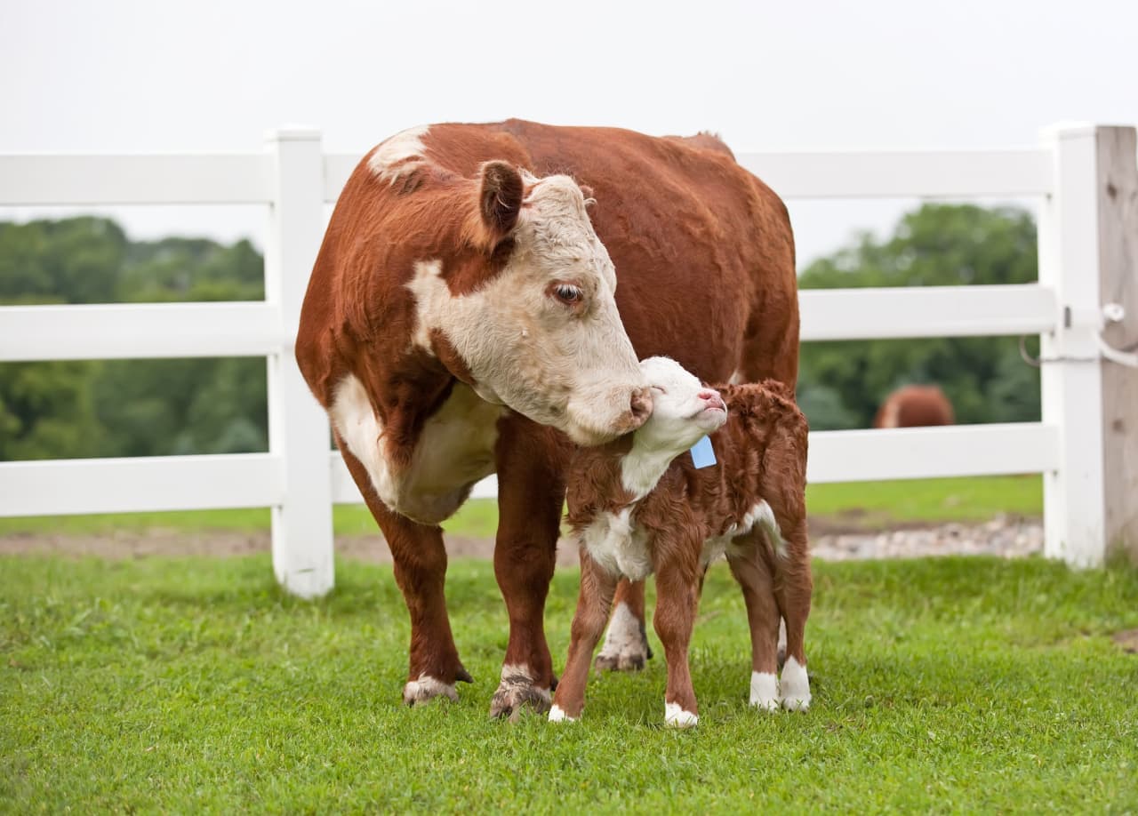 Ranchers and vets say this $4 treatment for cattle will help them beat back flesh-eating screwworm