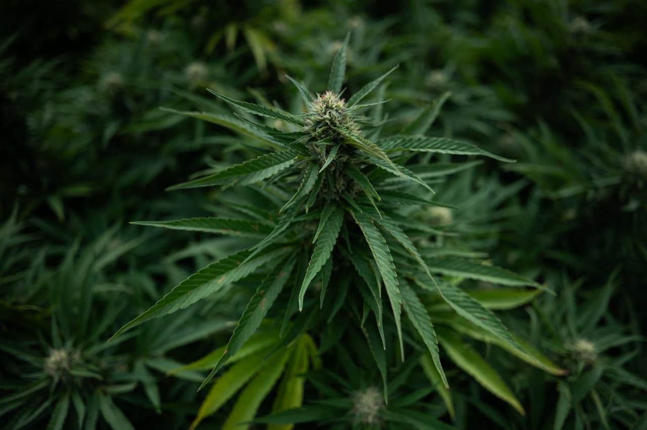 Tilray and other cannabis stocks soar as Trump is reportedly ready to reclassify the substance