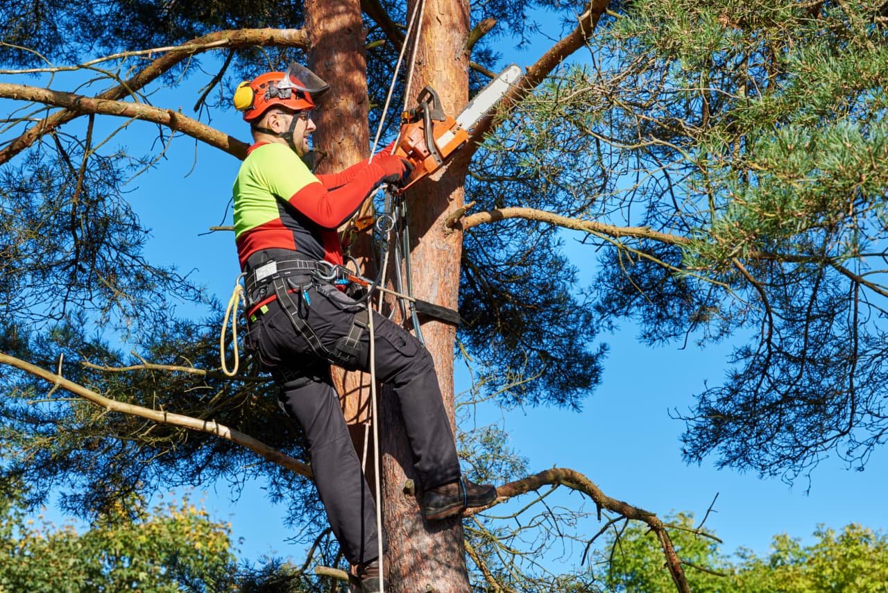 ‘He threatened to cut the roots’: A tree fell onto my neighbor’s property during a storm. Then all hell broke loose.
