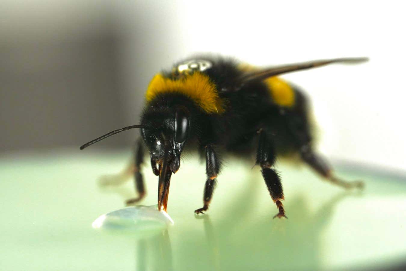Bumblebees surprise scientists by showing a sense of rhythm