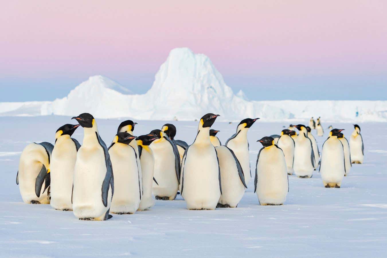 Emperor penguins added to endangered list after rapid decline