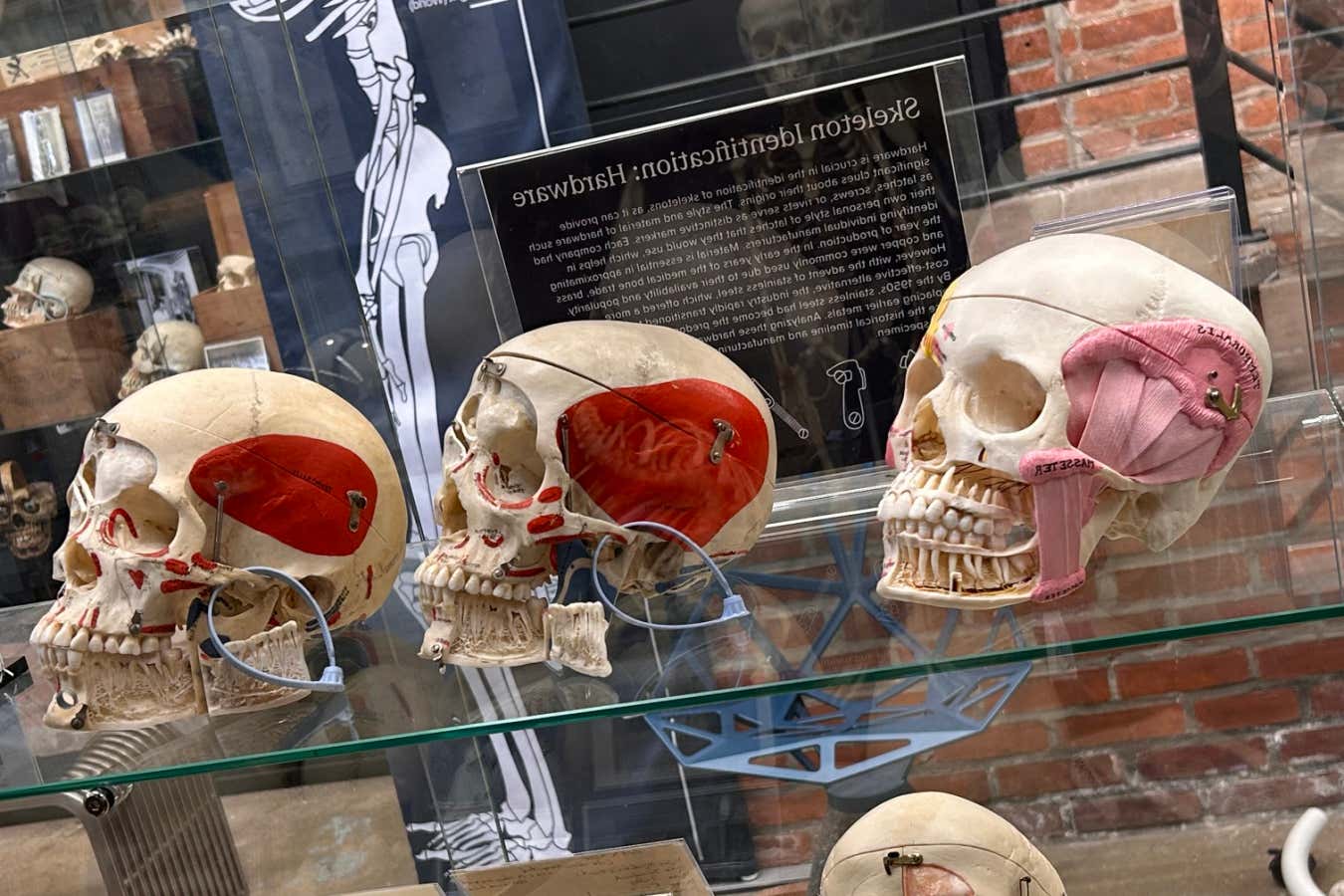 New Scientist recommends New York's Bone Museum and Gecko Gallery