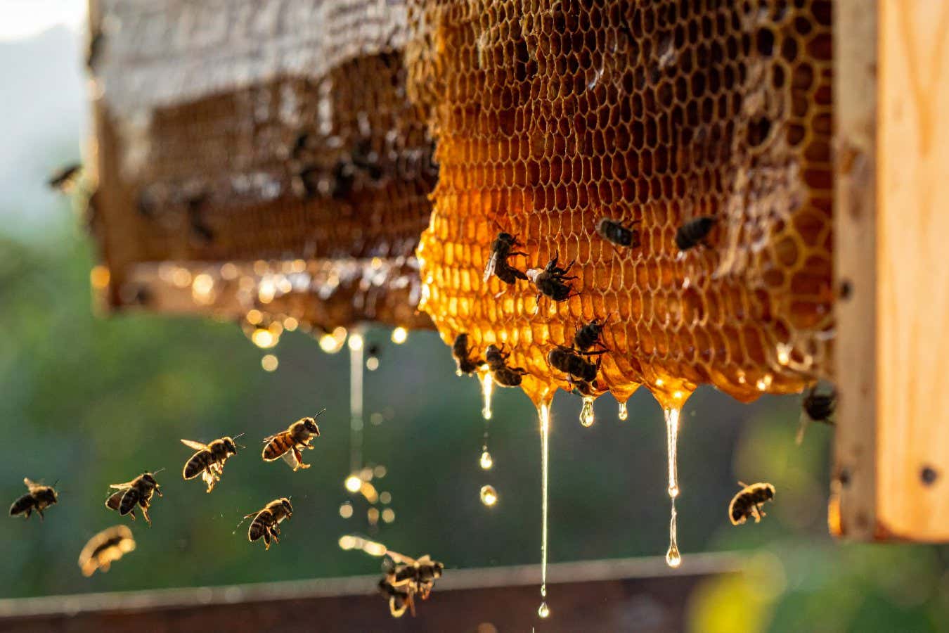 Honey has been used as medicine for centuries – does it really work?