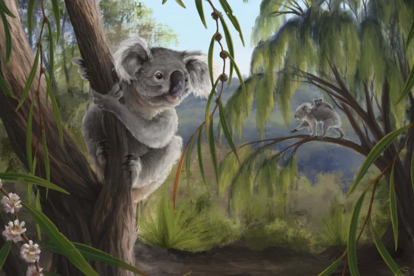 Extinct relative of koalas discovered in Western Australia