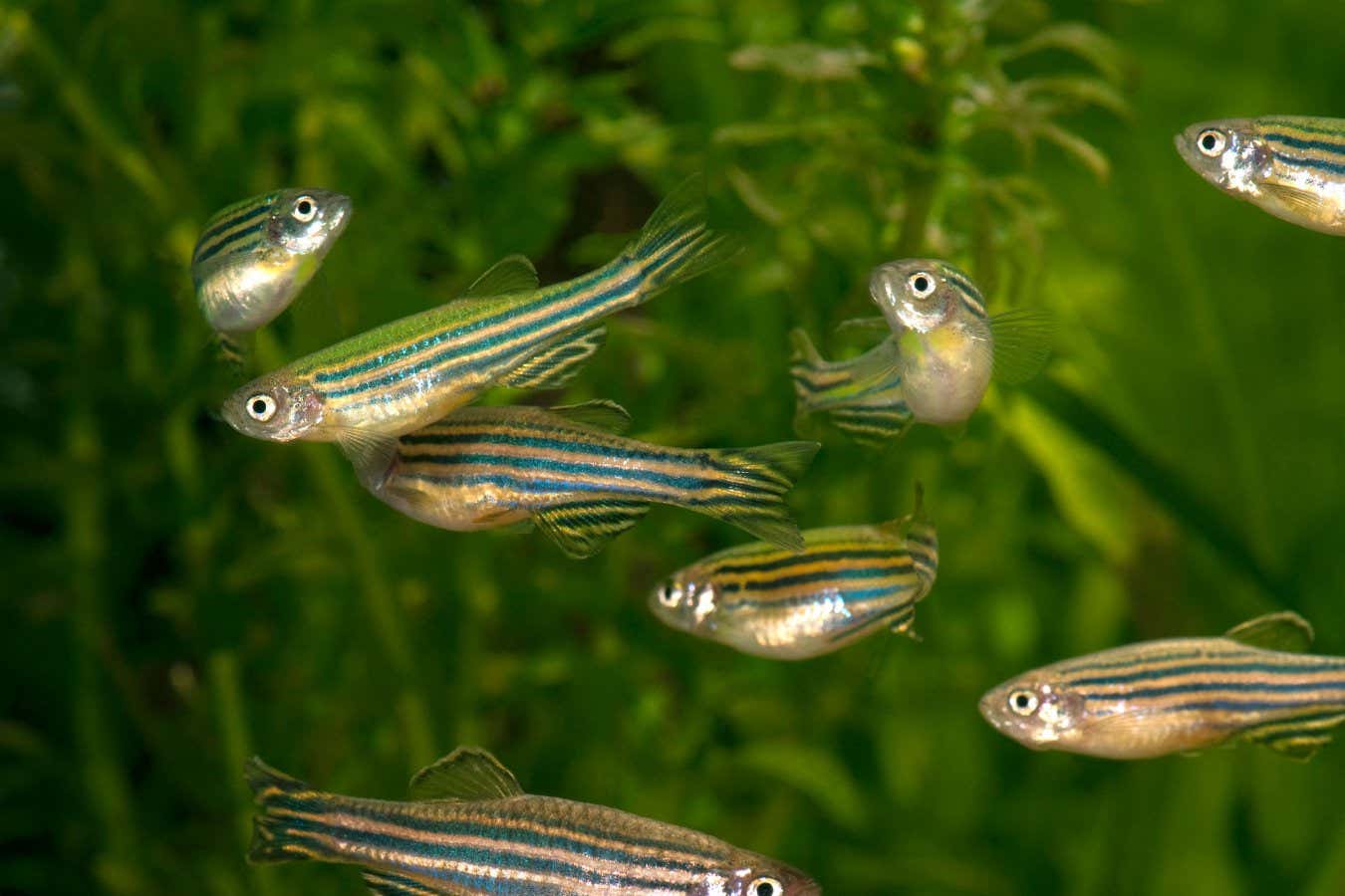 Natural sunscreen found in fish eggs can be made by E. coli factories