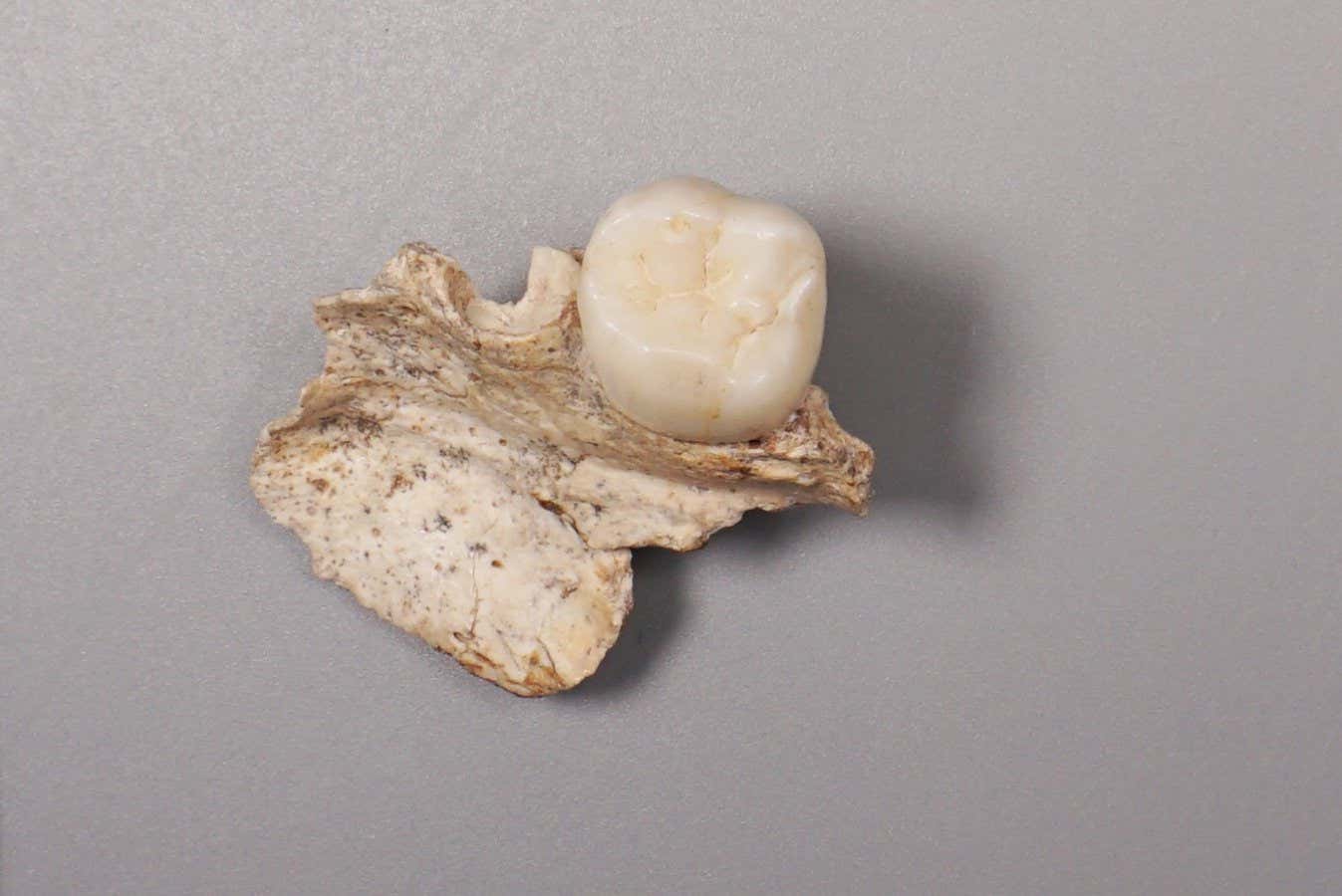 Ancient teeth hint at links between Denisovans and Homo erectus