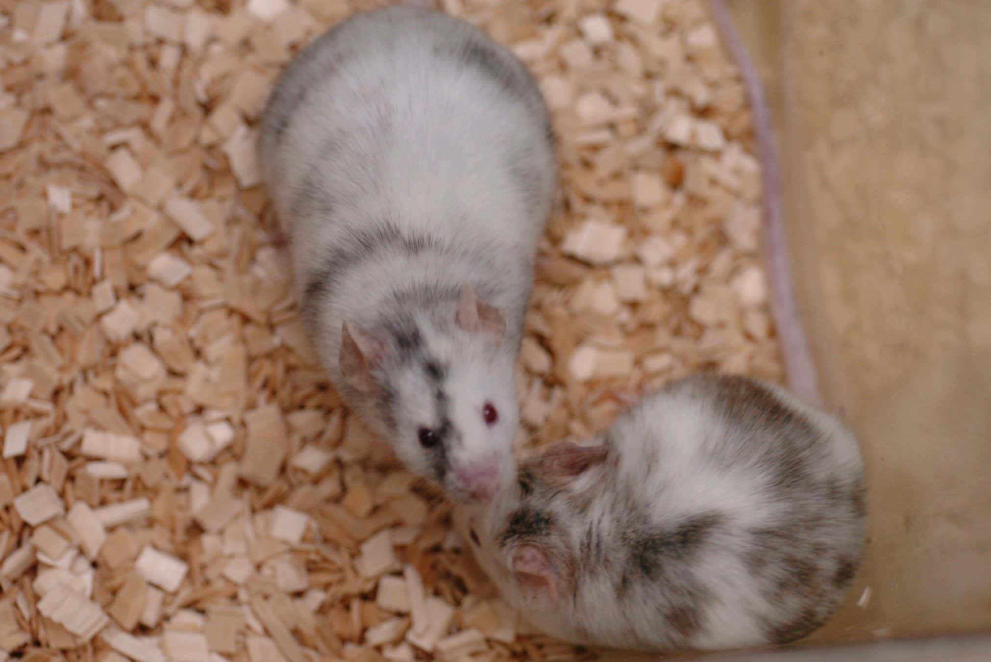 A chromosome from a frozen rat has been resurrected inside mice