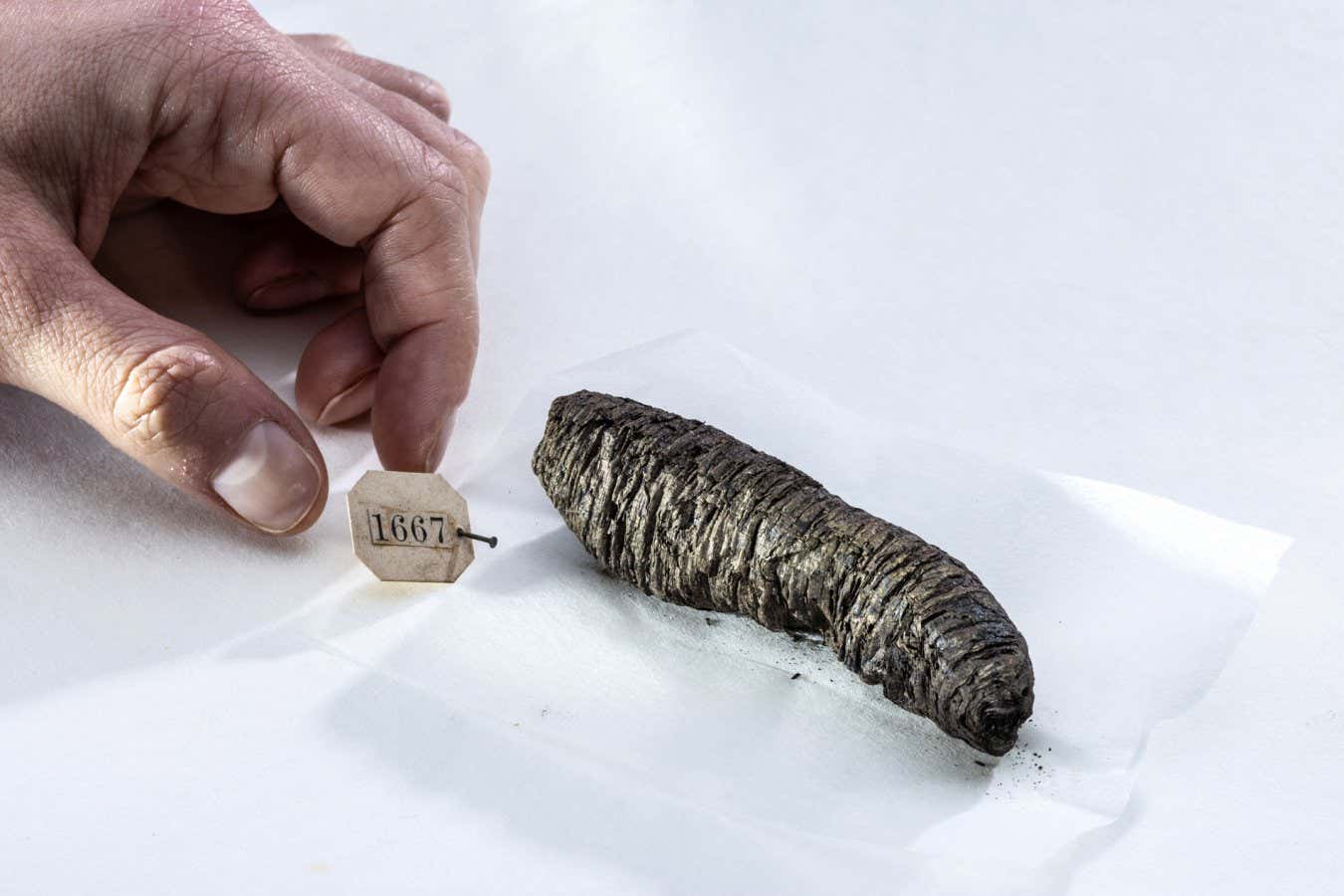 Lost books by ancient philosophers recovered from 'unreadable' scrolls