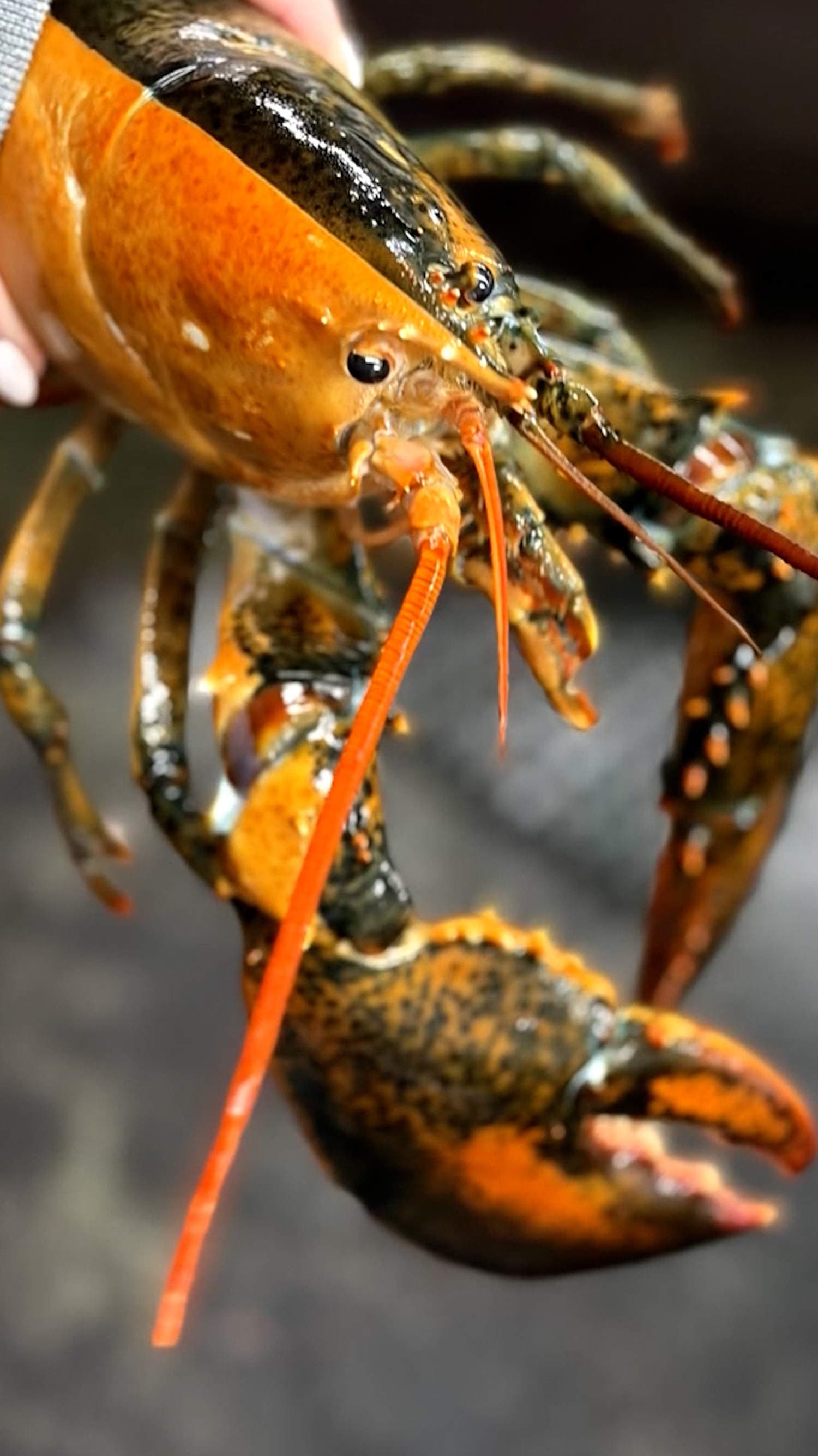 Rare split-colored lobster caught off coast of Cape Cod