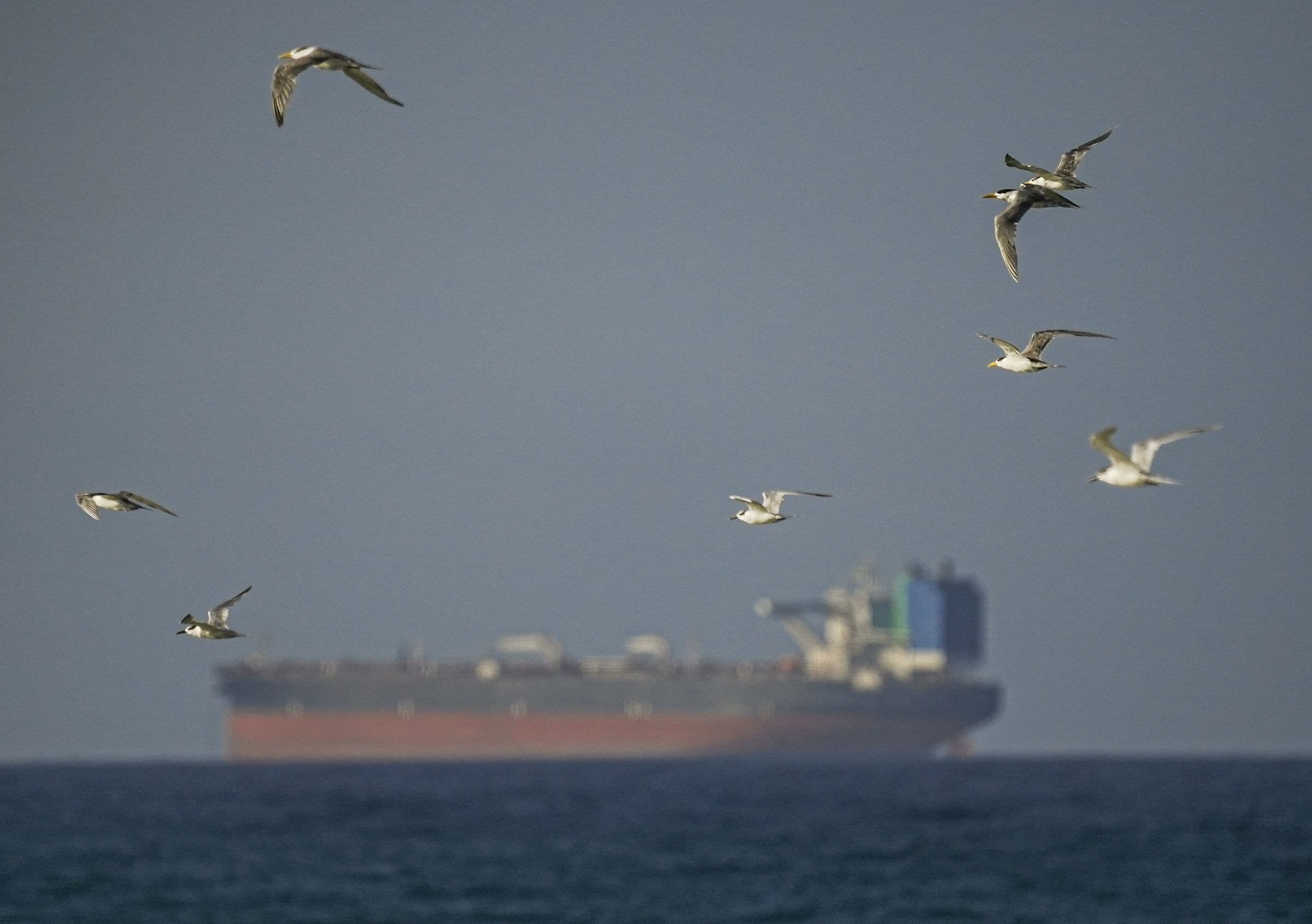 Spoofed Tankers Are Flooding the Strait of Hormuz. These Analysts Are Tracking Them