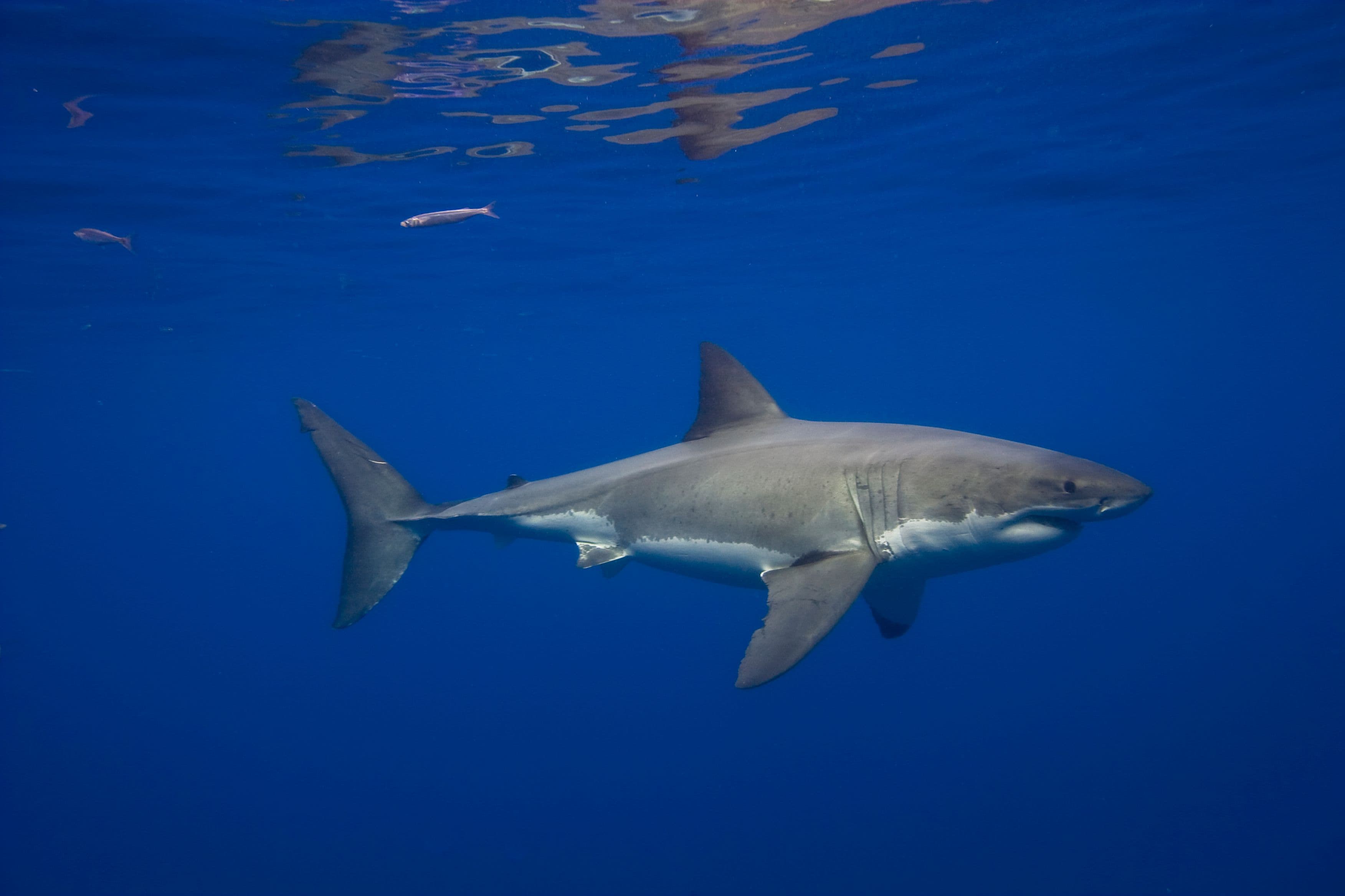 Great White Sharks Have Been in the Mediterranean Sea for Millions of Years—but Sightings Are Incredibly Rare