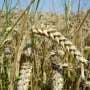 Novel wheat hybrids increase resistance to major fungal disease by up to 70%