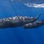 Sperm whale clicks follow similar rules to human speech